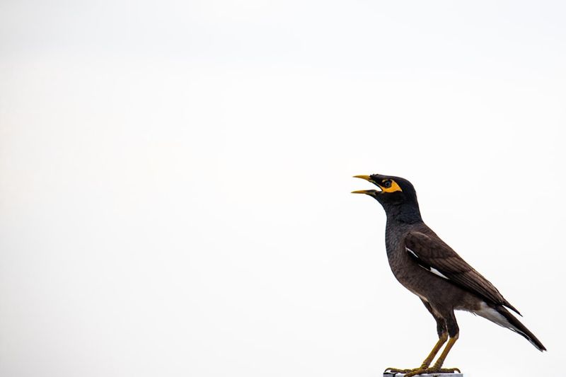 Virtuelle Teams effektiv führen: Motivation und Leadership auf Distanz stärken